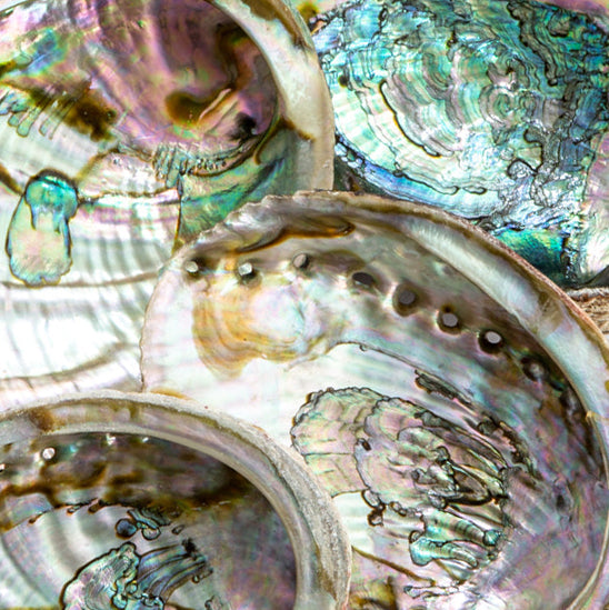 Abalone Shells – Sara Bryki Co.