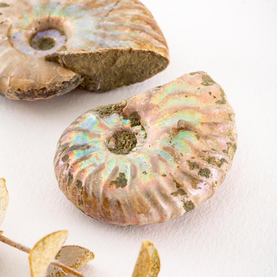 Whole Ammonite Pair
